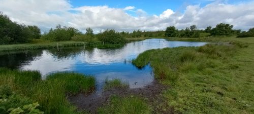 Blue sky and white clouds reflected in a small pond, surrounded by grass and trees.